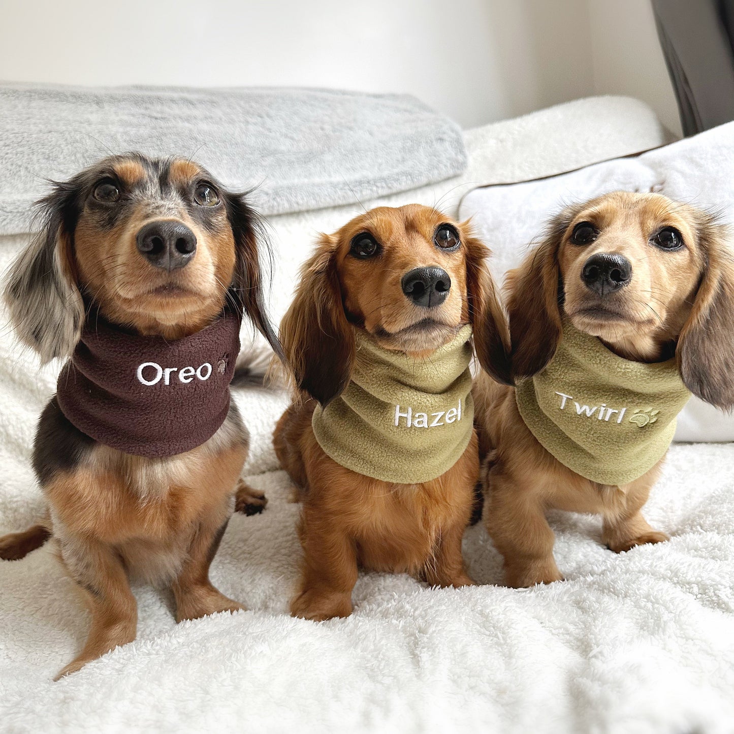 Dachshund Snoods