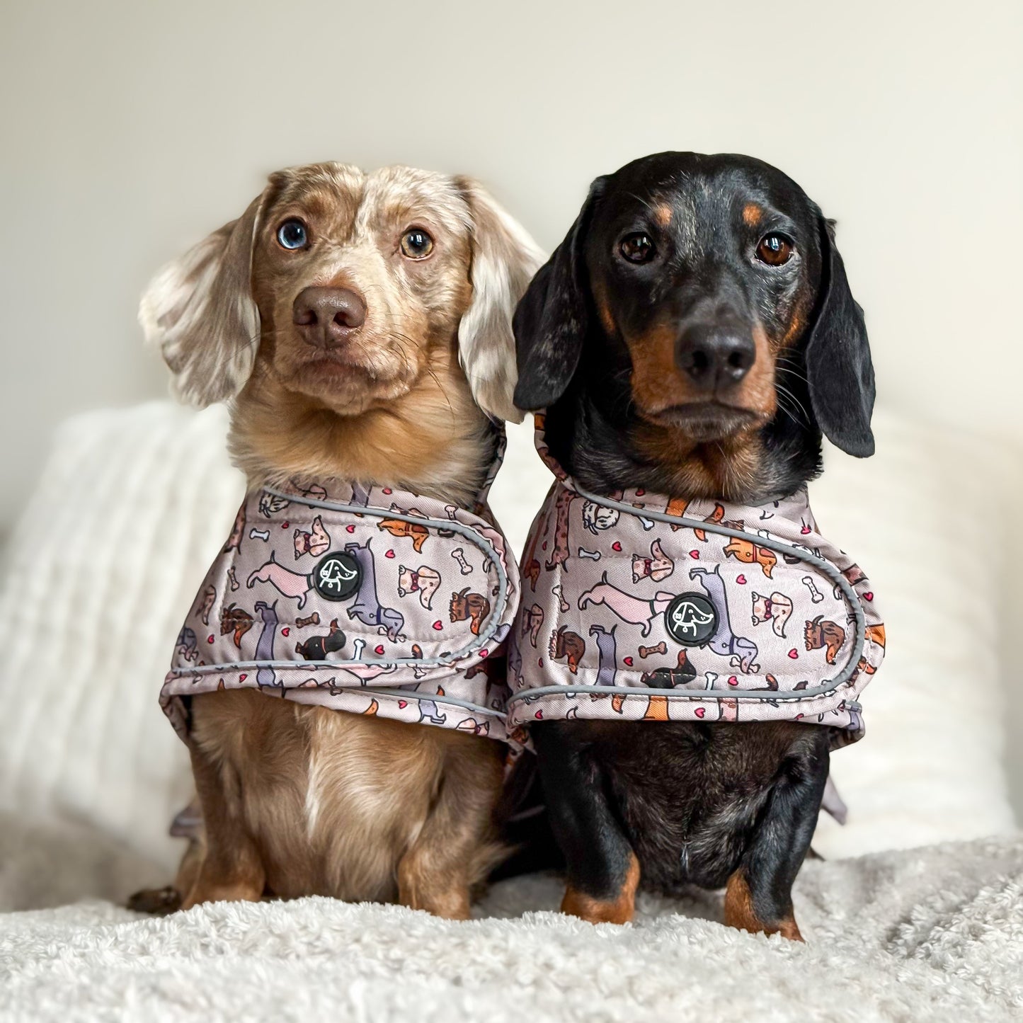 All About The Weens - Dachshund Jacket🌭