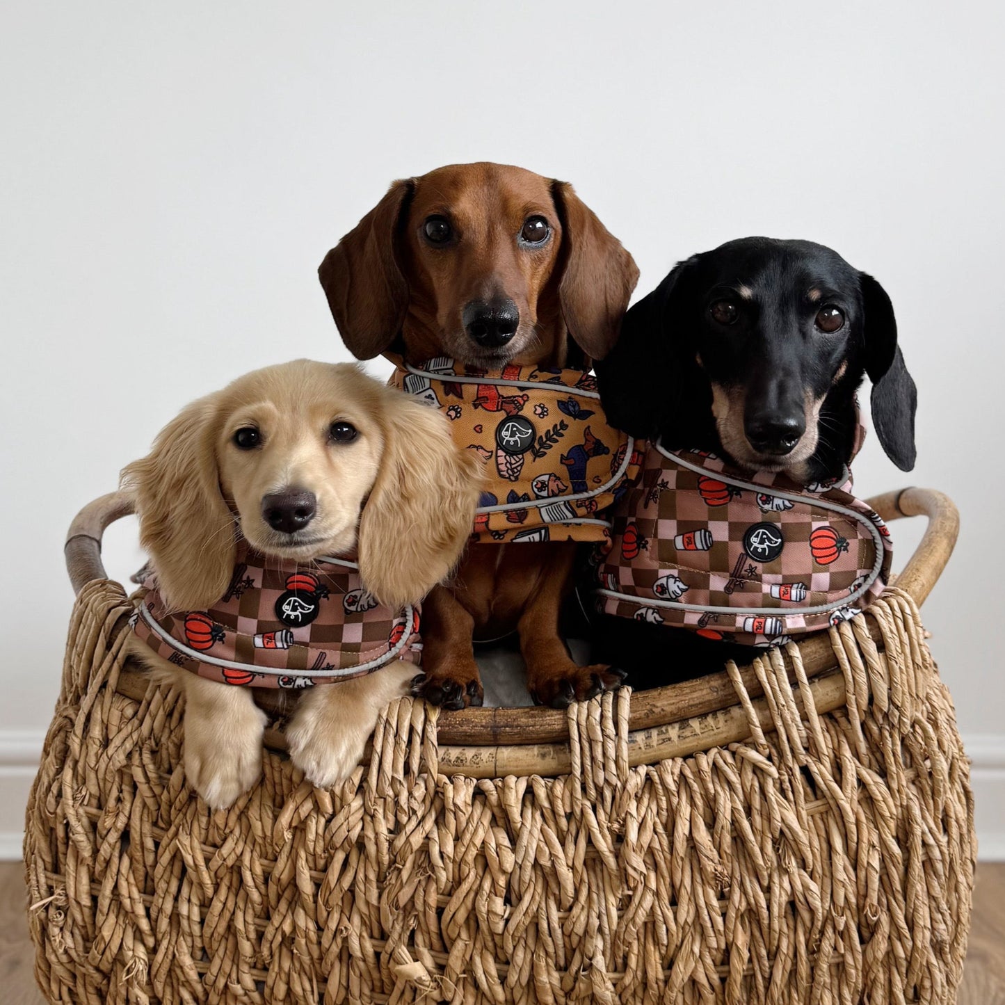 Autumn Dachshund Jacket's