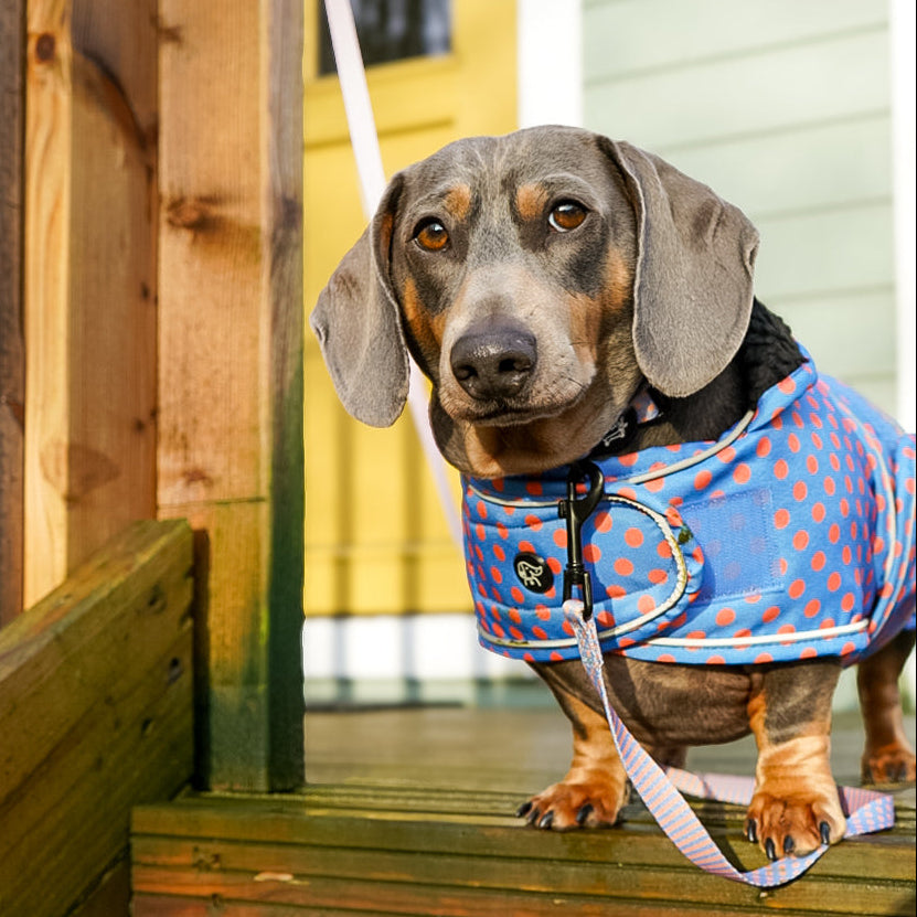 Polka Dot - Accessories