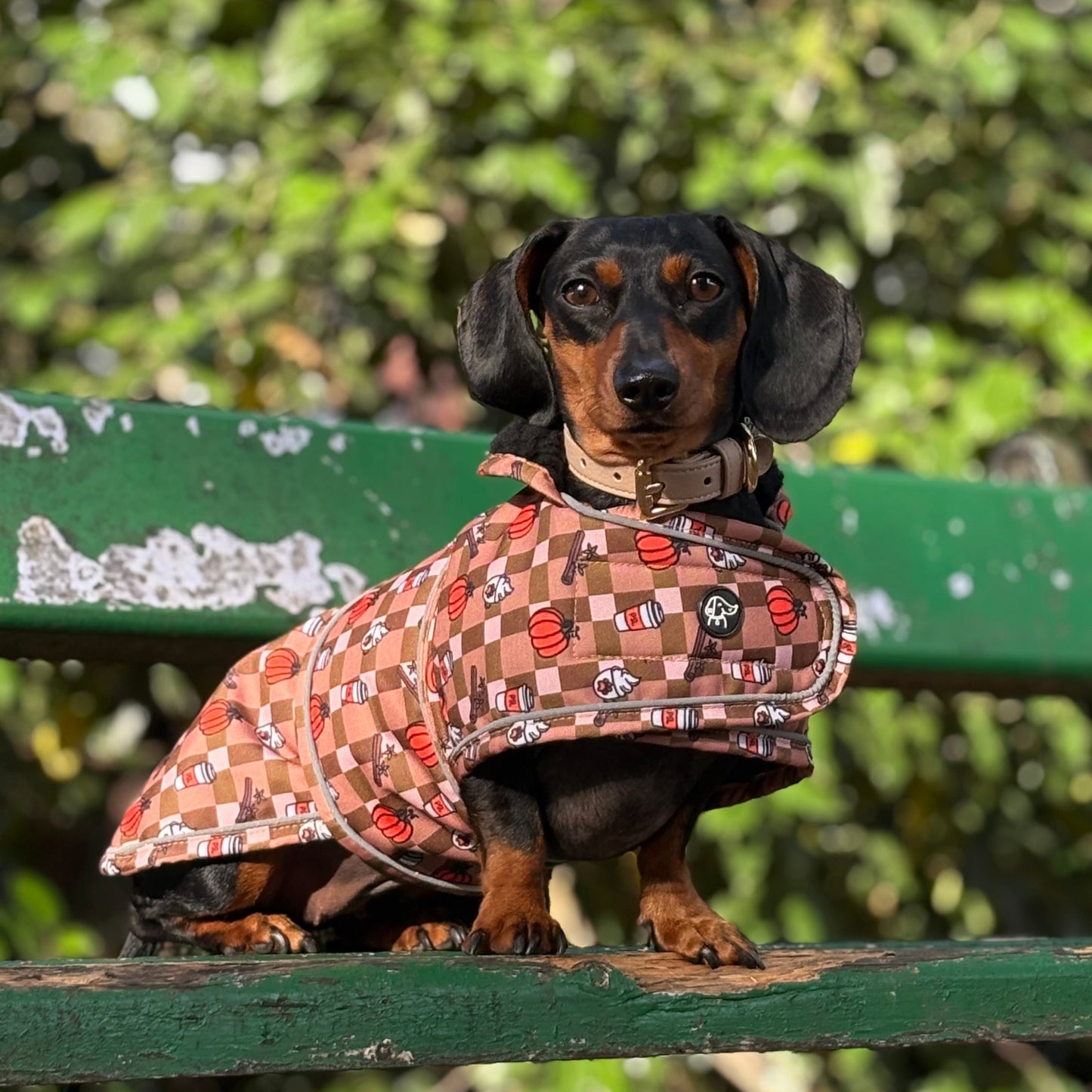 Autumn Dachshund Jacket's