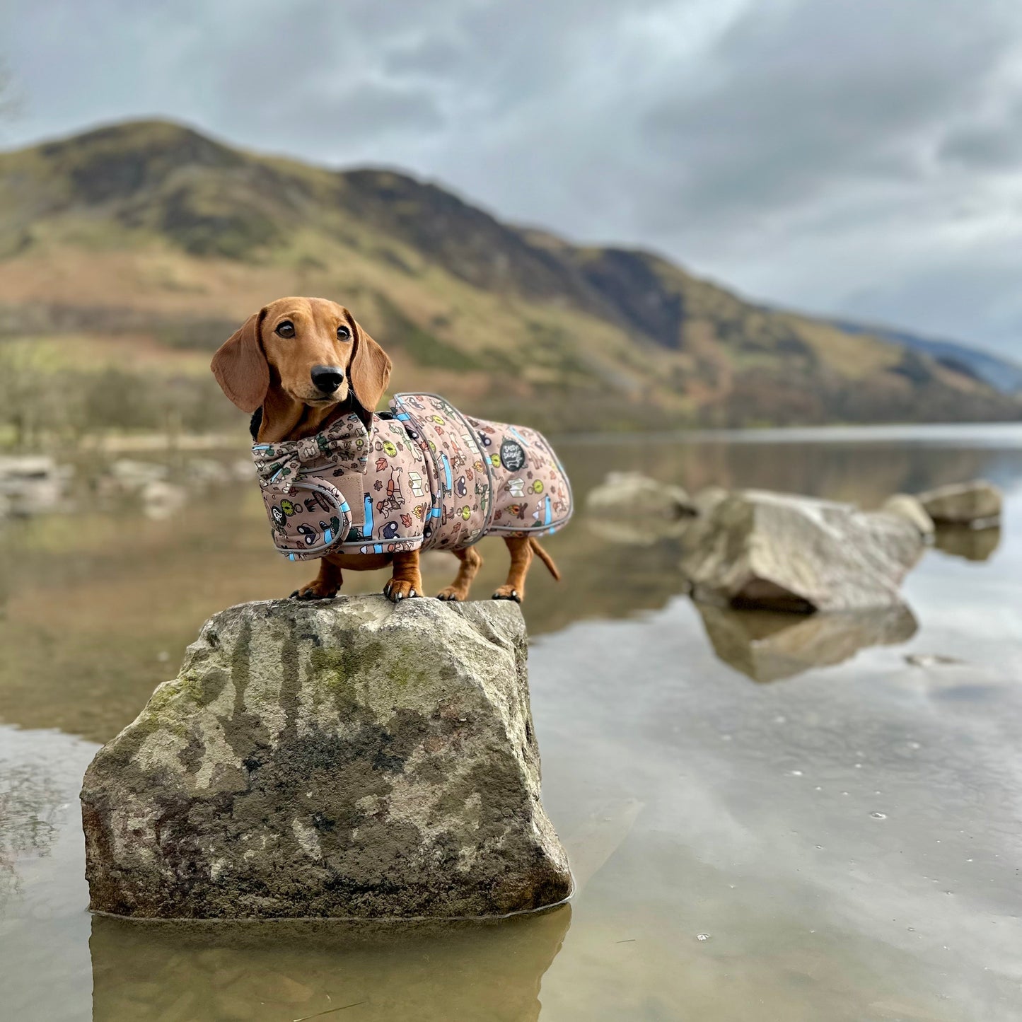 Adventure Awaits - Dachshund Jacket