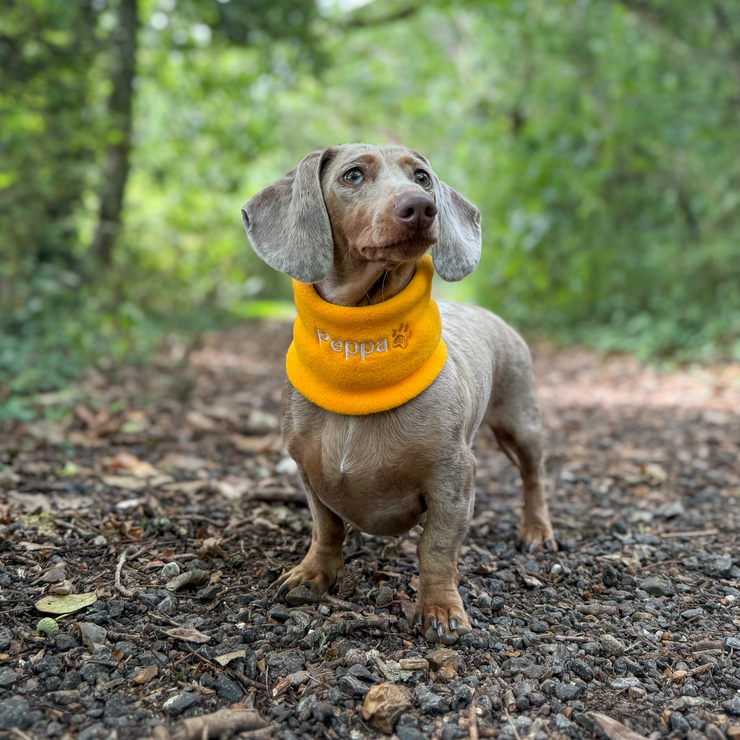Dachshund Snoods