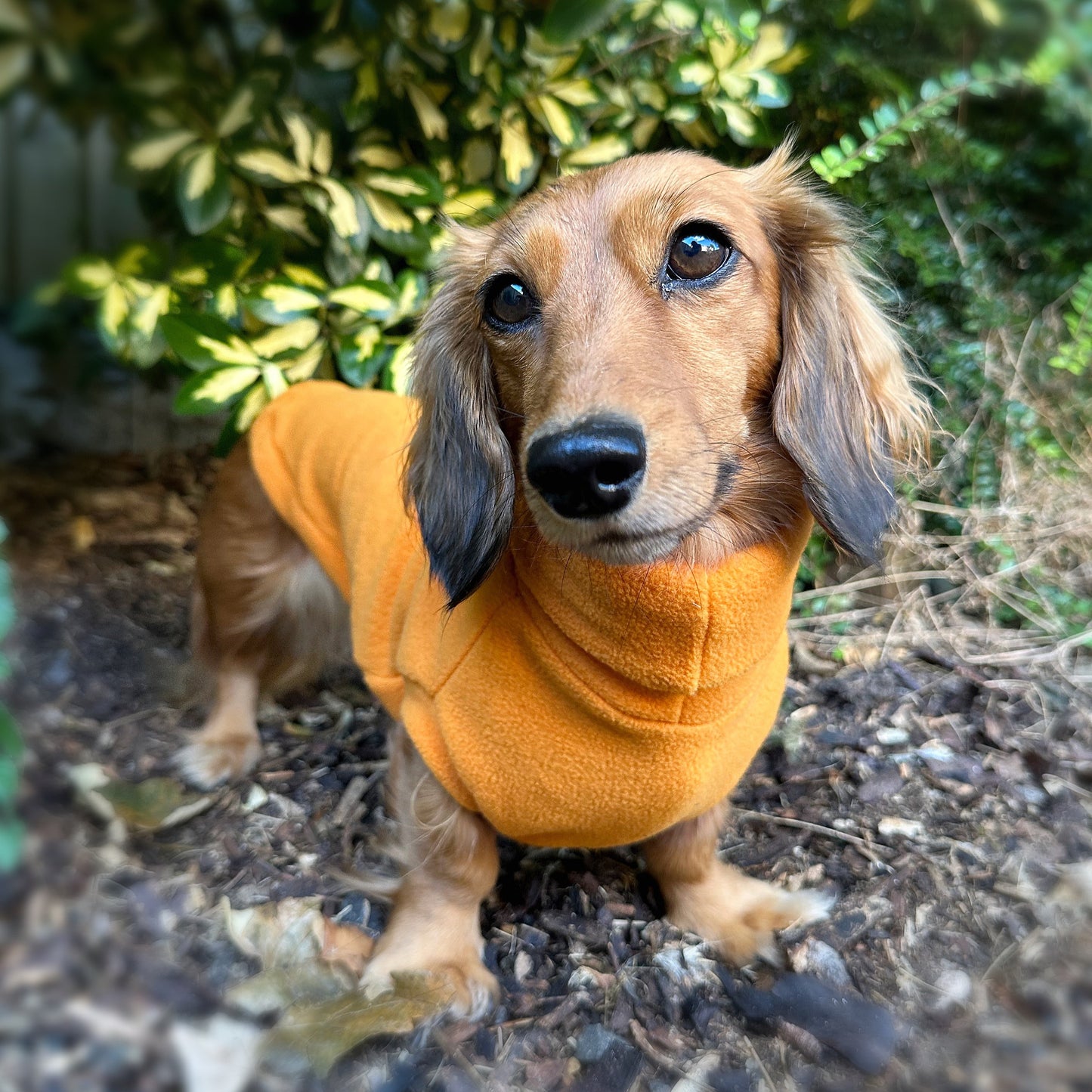 Limited Edition 'Pumpkin' Rollneck Jumper