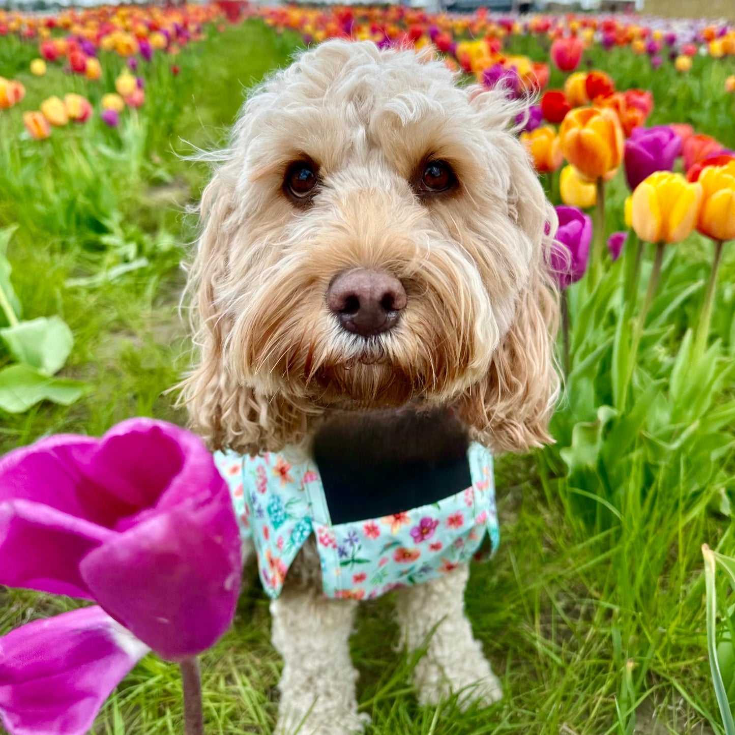 Springtime Fling - All Breeds Jacket