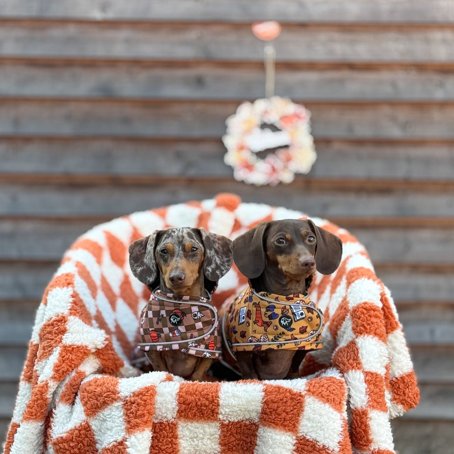 Autumn Dachshund Jacket's