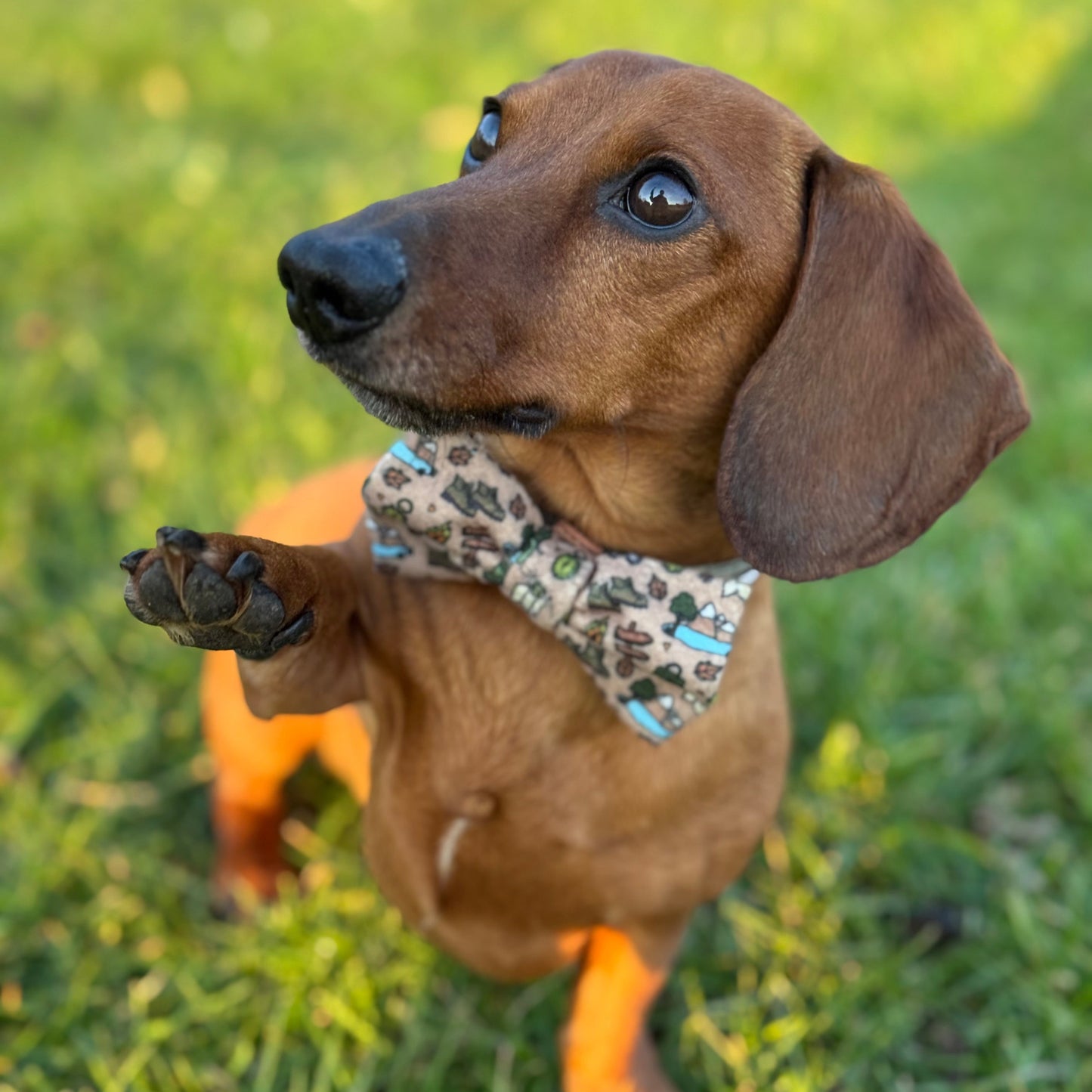 Adventure Awaits Bow Tie