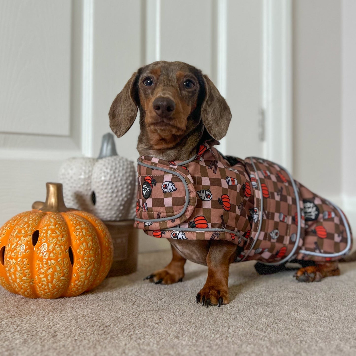 Autumn Dachshund Jacket's