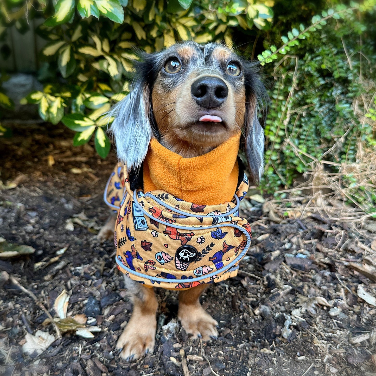 Autumn Dachshund Jacket's