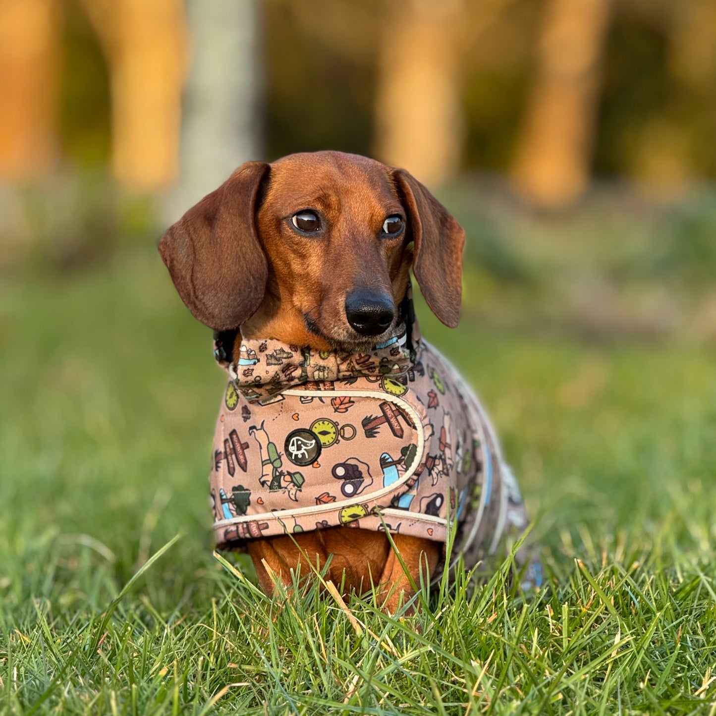 Adventure Awaits - Dachshund Jacket