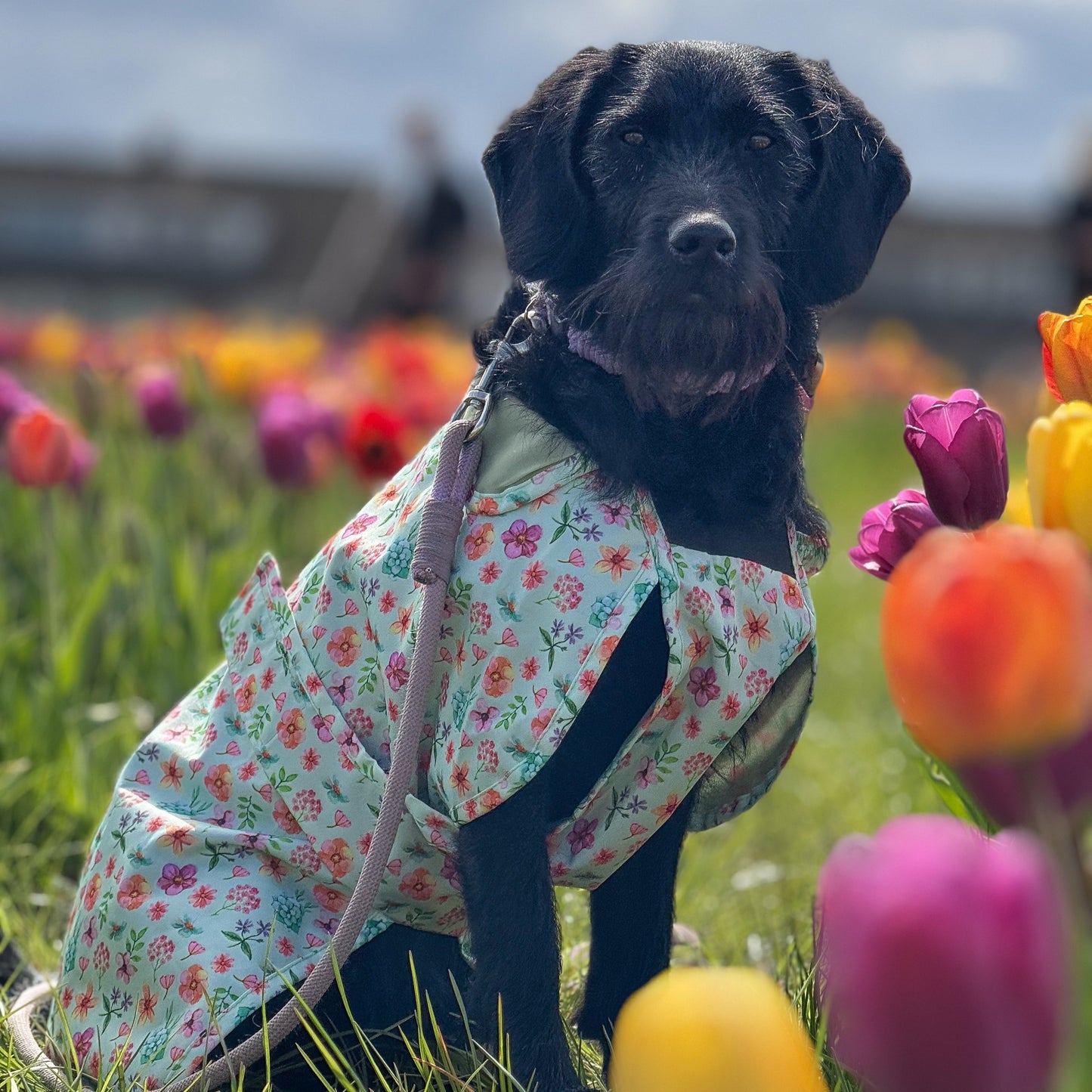 Springtime Fling - All Breeds Jacket