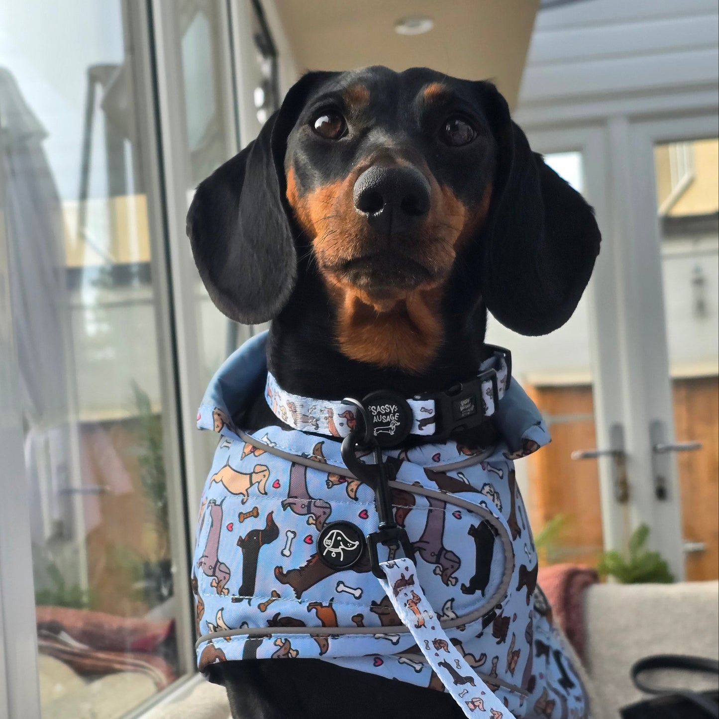 All About The Weens - Dachshund Jacket🌭