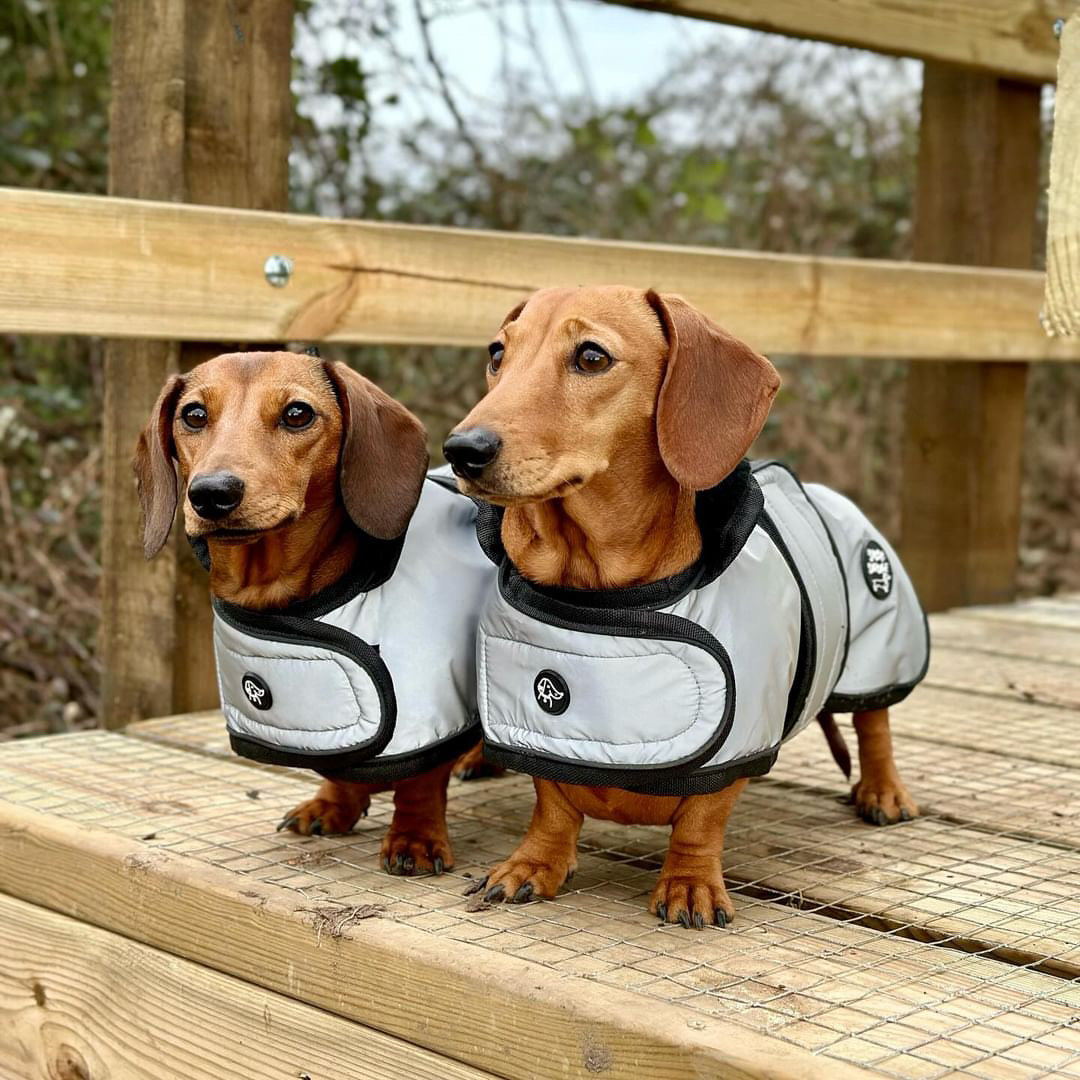 Moonshine Jacket - Dachshund