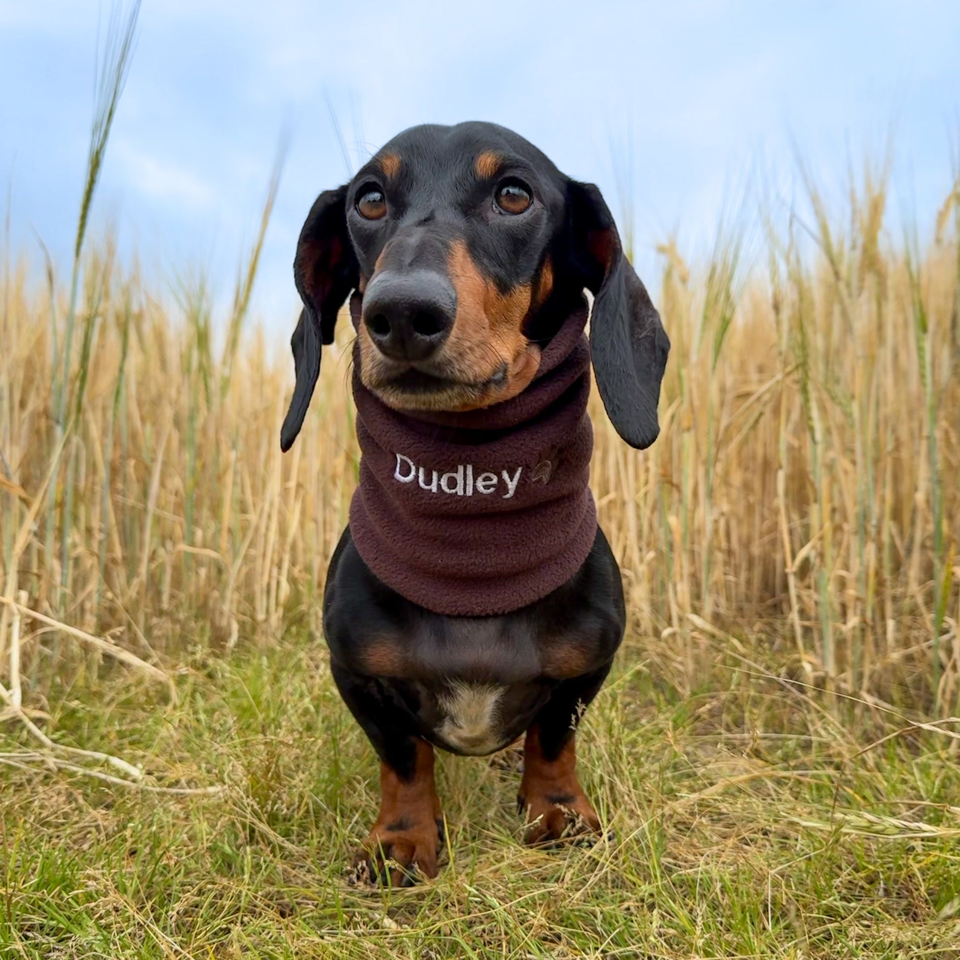 Dachshund wearing a sweater with 'Dudley' on it, standing in tall grass.