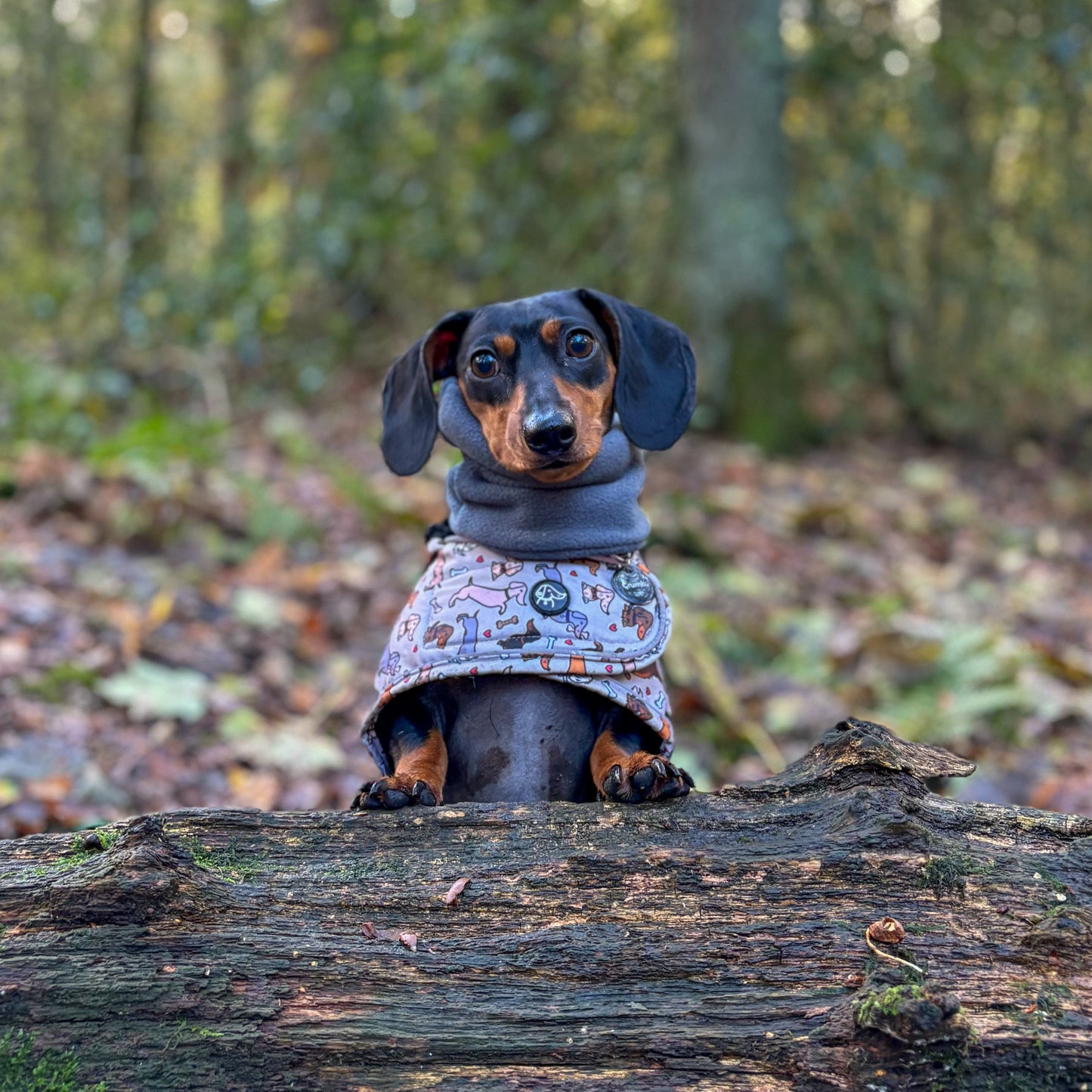 All About The Weens - Dachshund Jacket🌭