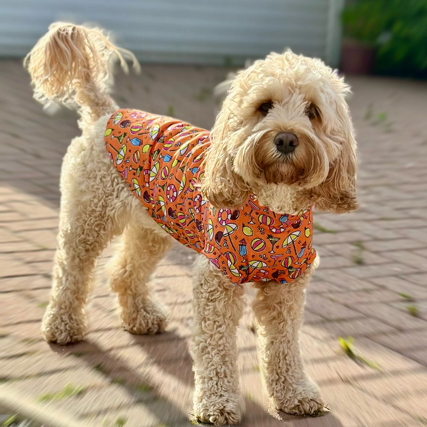 All Breed - Summer Cool Vests
