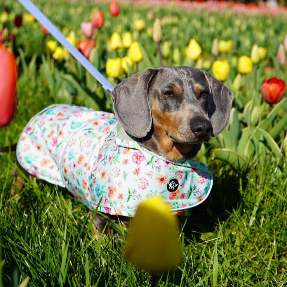 Springtime Fling - Dachshund Jacket