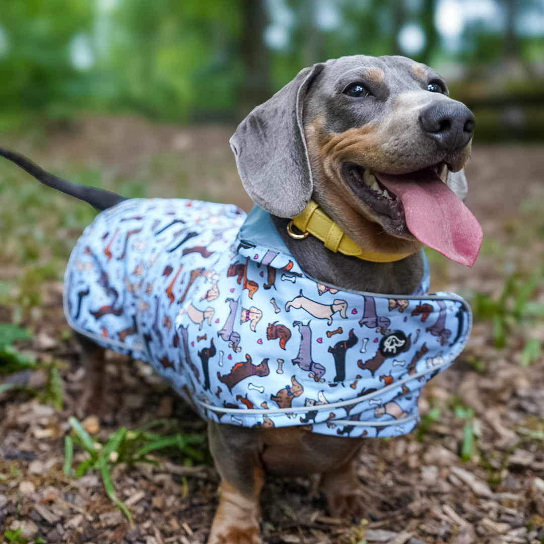 All About The Weens - Dachshund Jacket🌭
