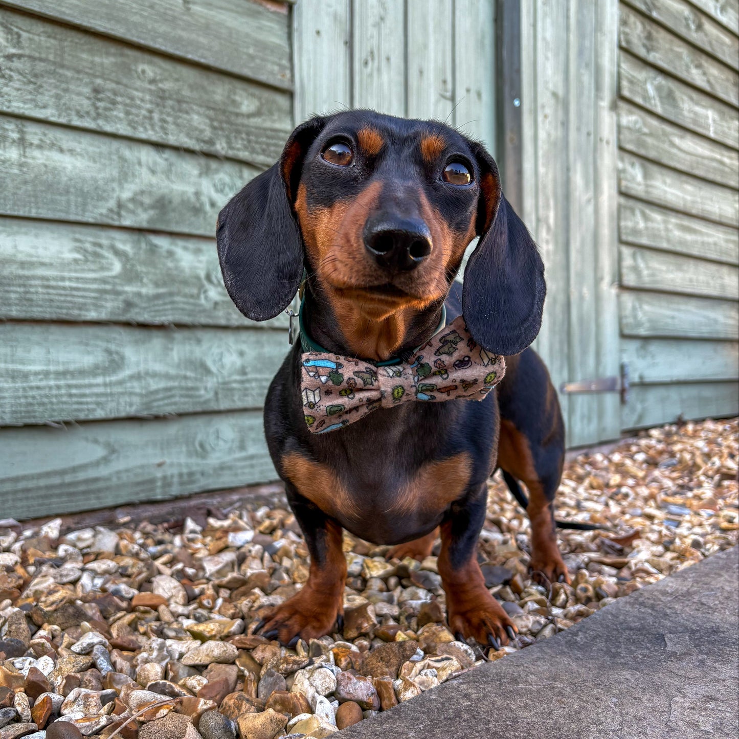 Adventure Awaits Bow Tie