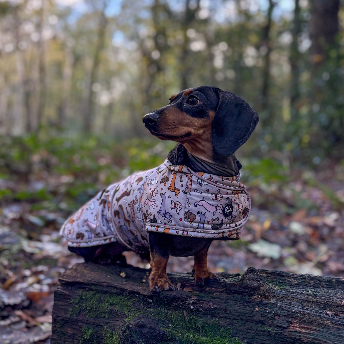 All About The Weens - Dachshund Jacket🌭