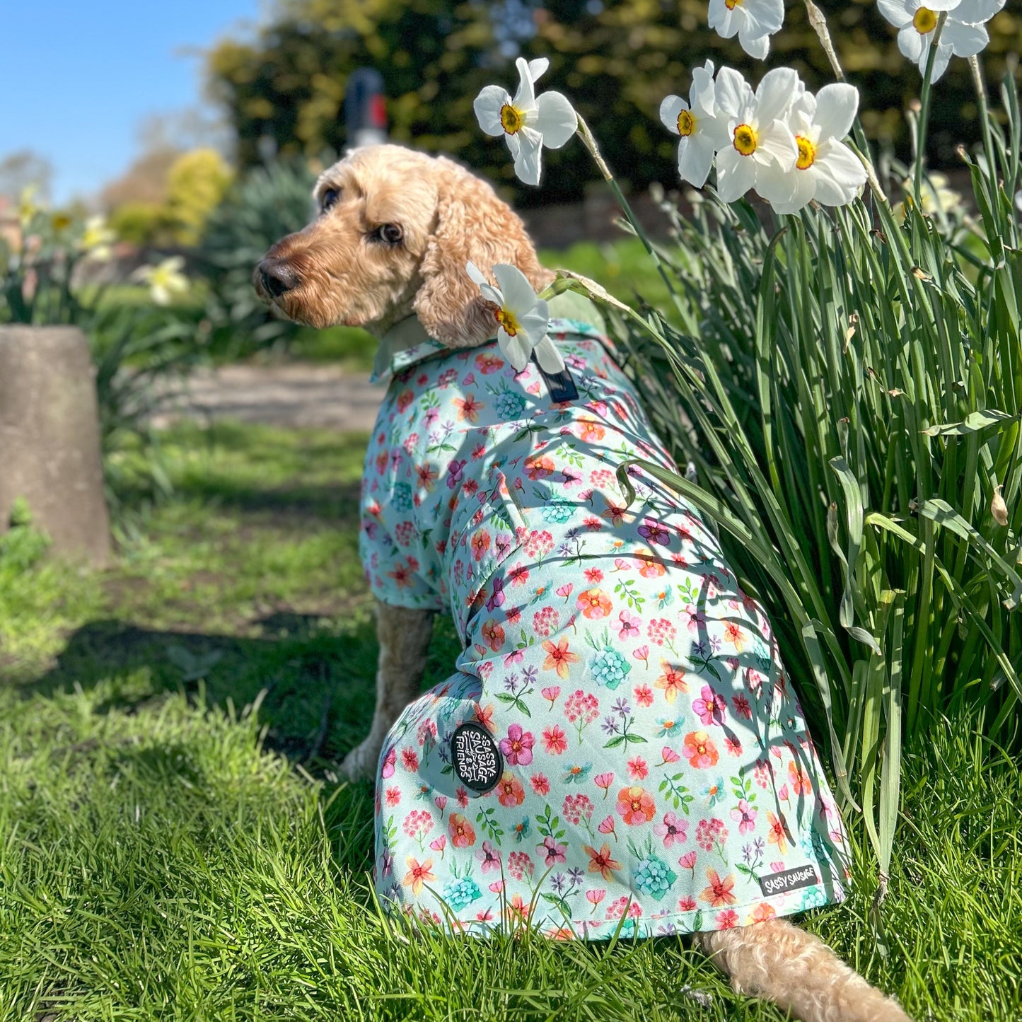 Springtime Fling - All Breeds Jacket