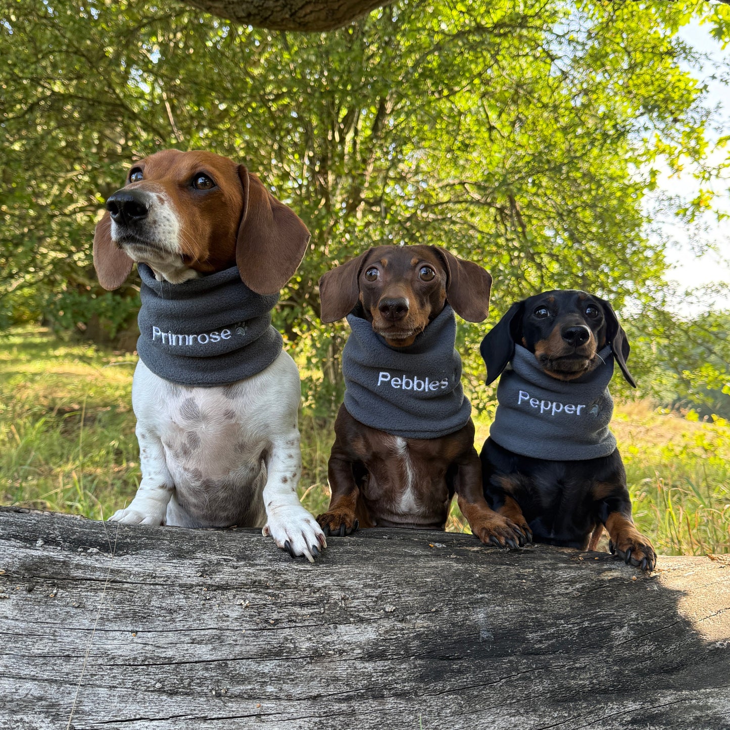 Dachshund Snoods