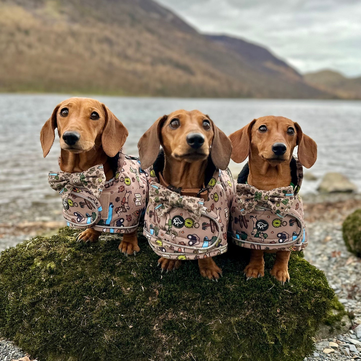 Adventure Awaits - Dachshund Jacket