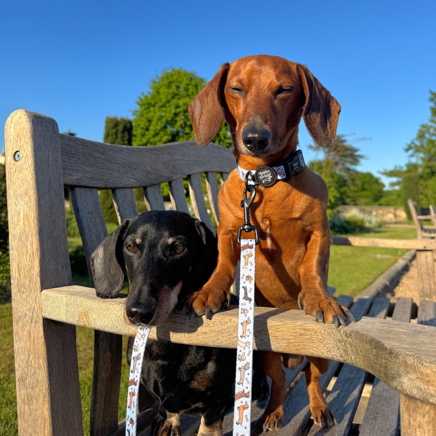 All About The Weens - Accessories