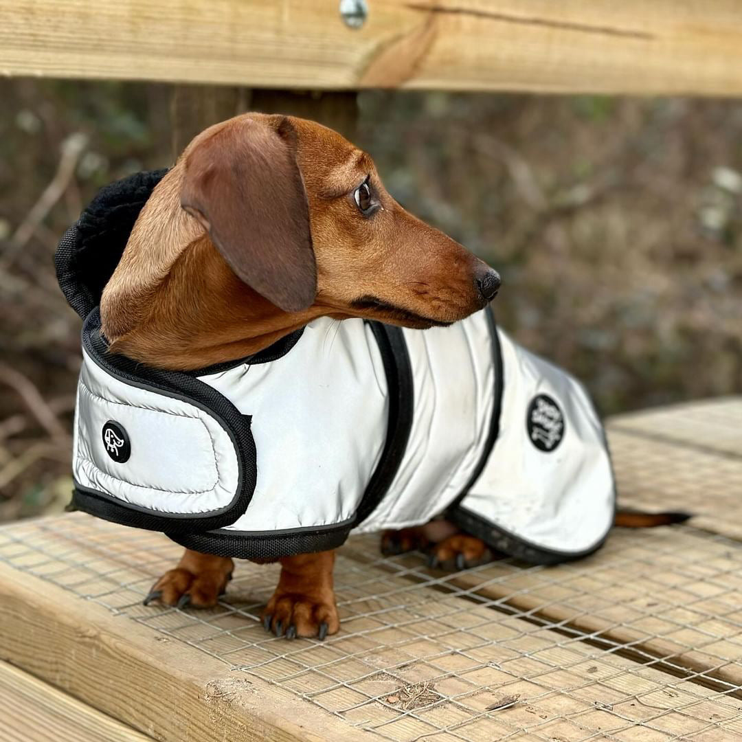 Moonshine Jacket - Dachshund