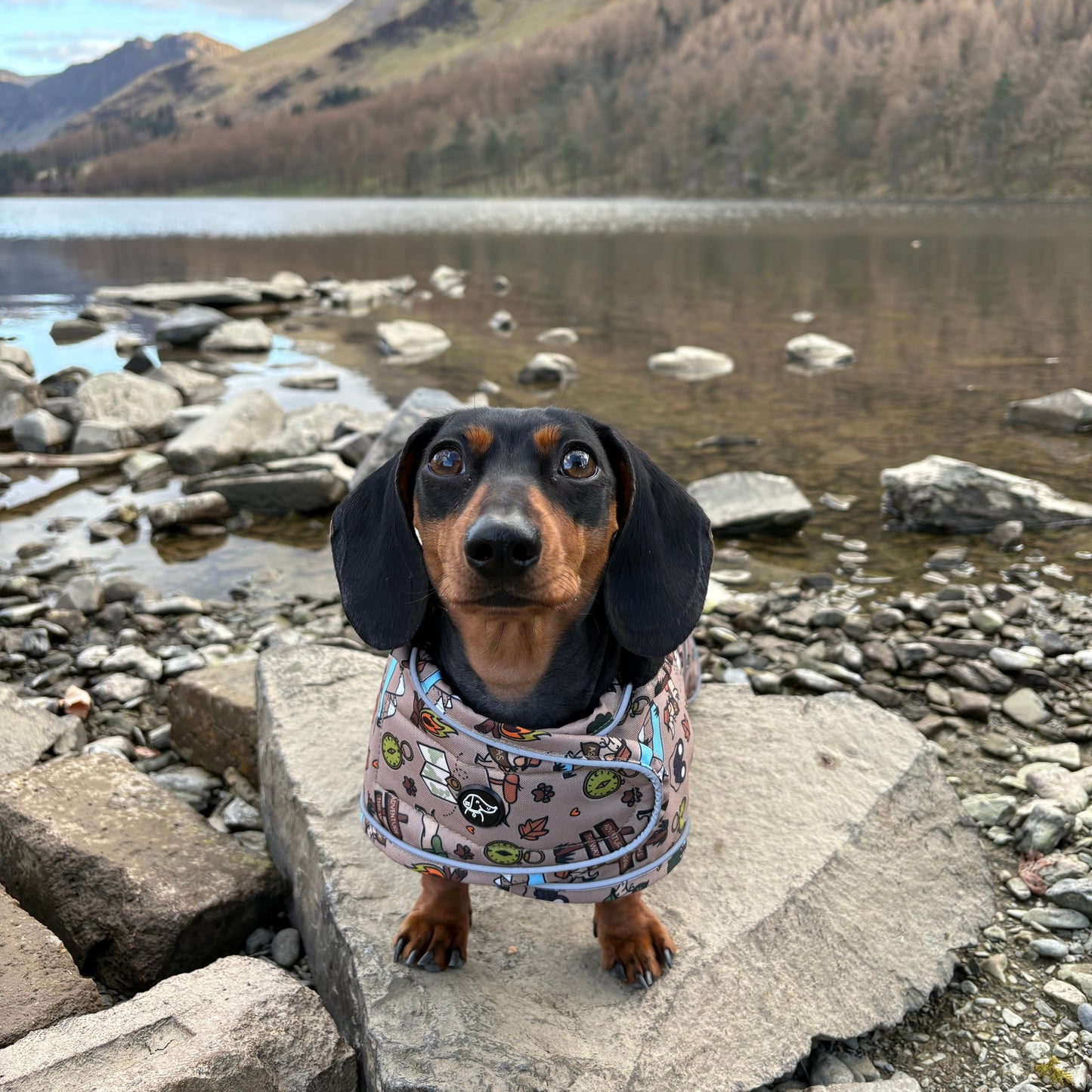 Adventure Awaits - Dachshund Jacket
