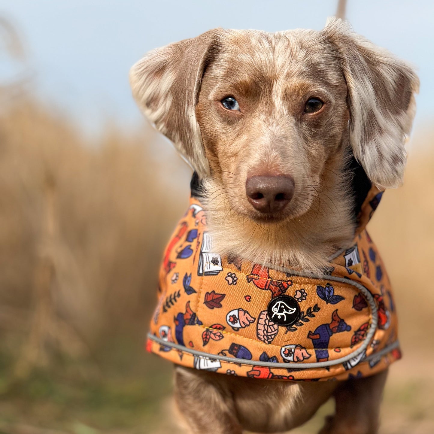 Autumn Dachshund Jacket's