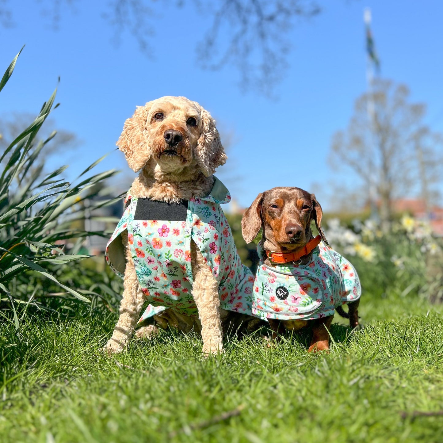 Springtime Fling - All Breeds Jacket