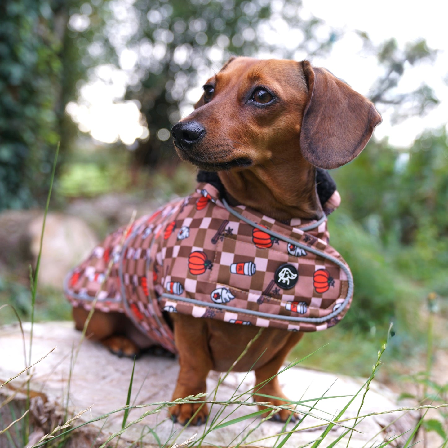 Autumn Dachshund Jacket's