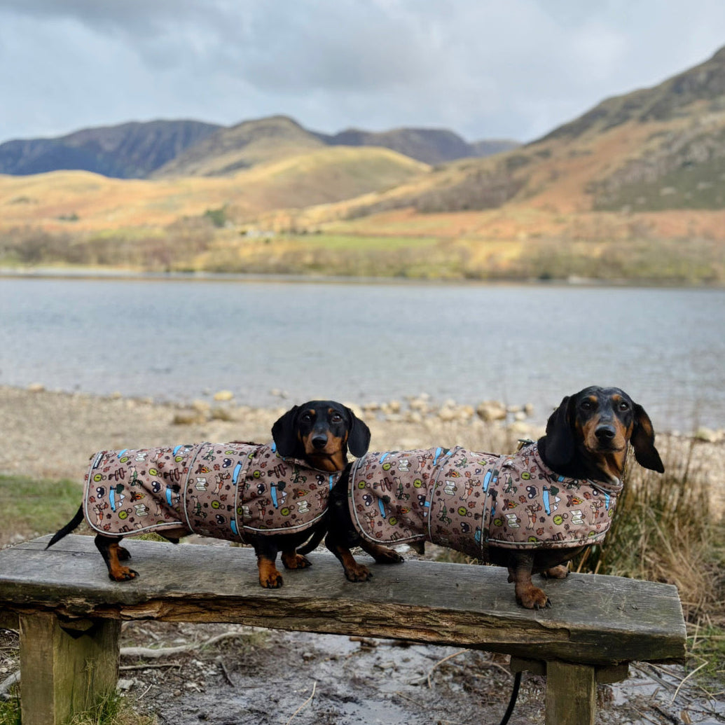Adventure Awaits - Dachshund Jacket