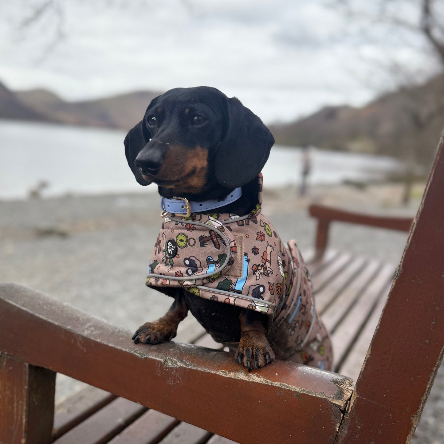 Adventure Awaits - Dachshund Jacket