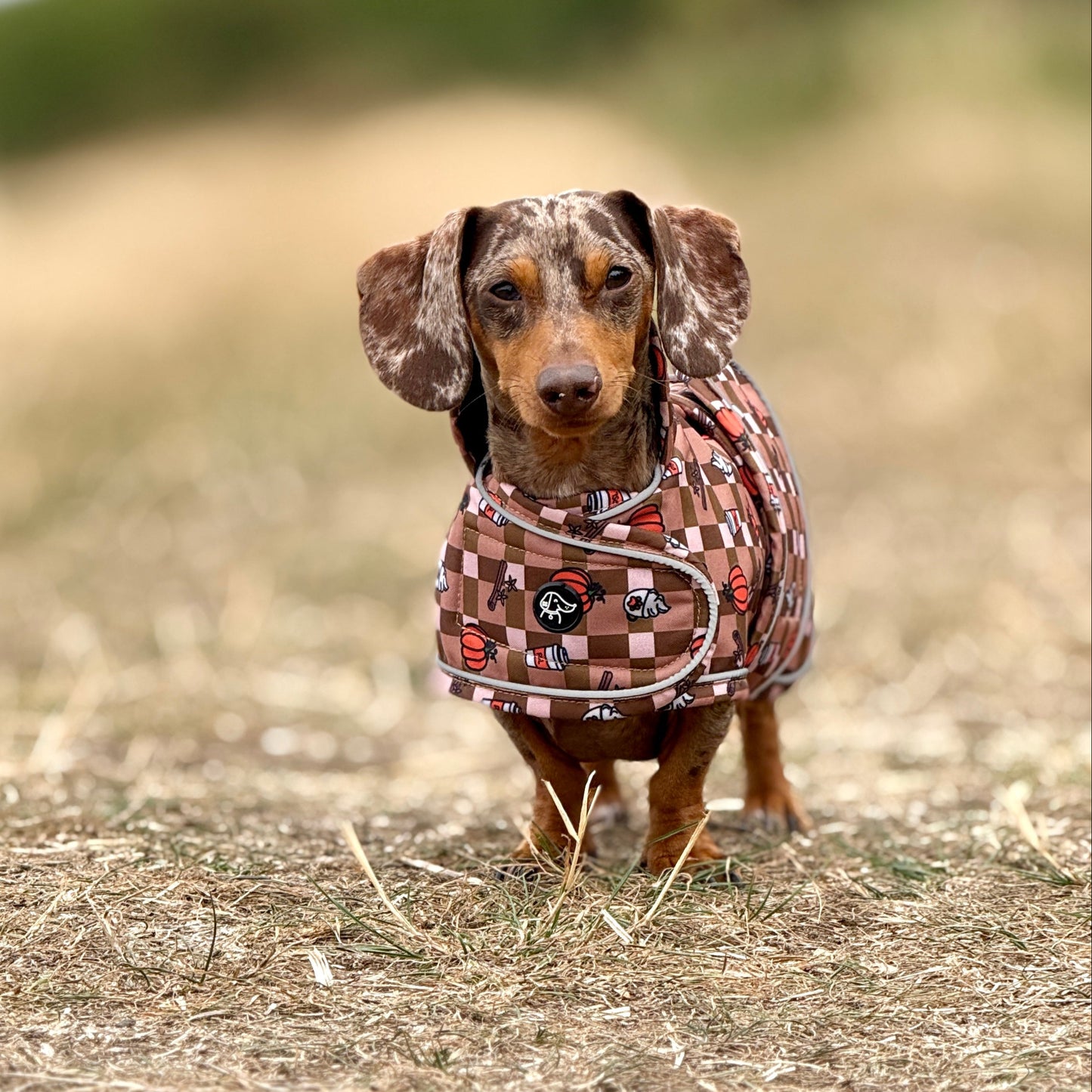 Autumn Dachshund Jacket's