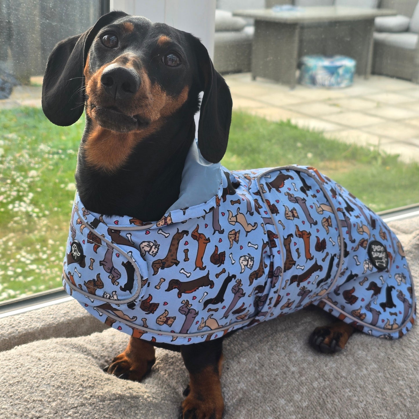 All About The Weens - Dachshund Jacket🌭