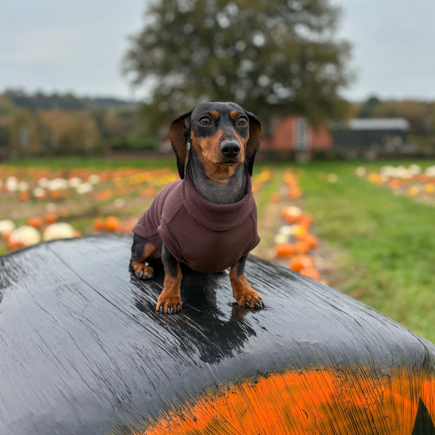 Essentials Waterproof Belly Zip Jumper