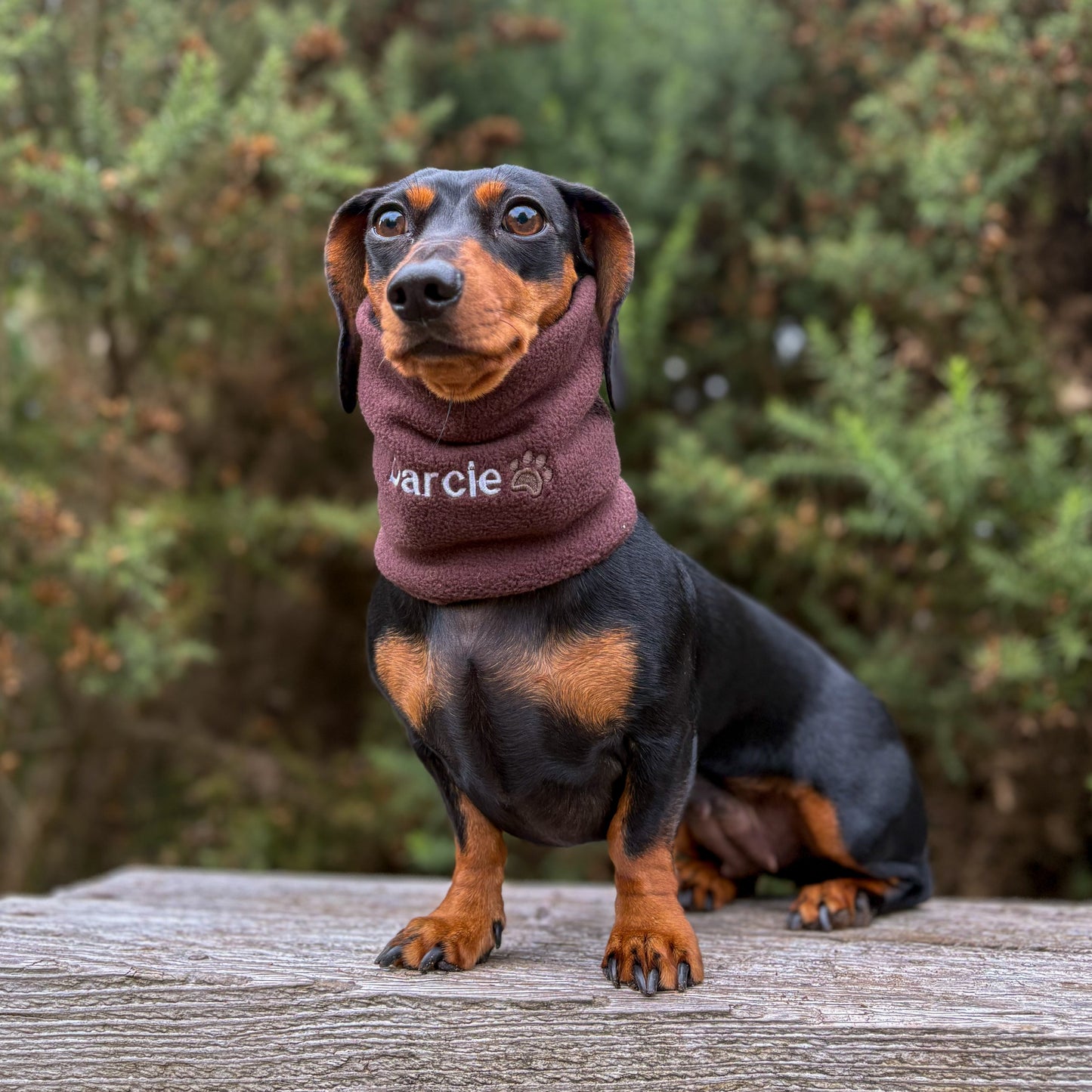 Dachshund Snoods