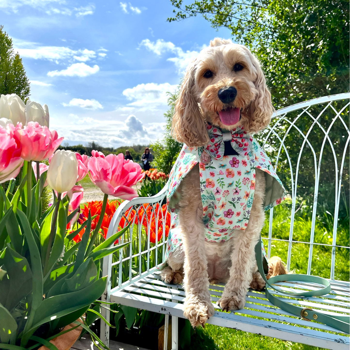 Springtime Fling - All Breeds Jacket