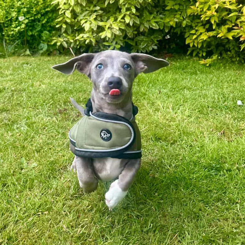 Dog running on grass with a green jacket in a garden setting