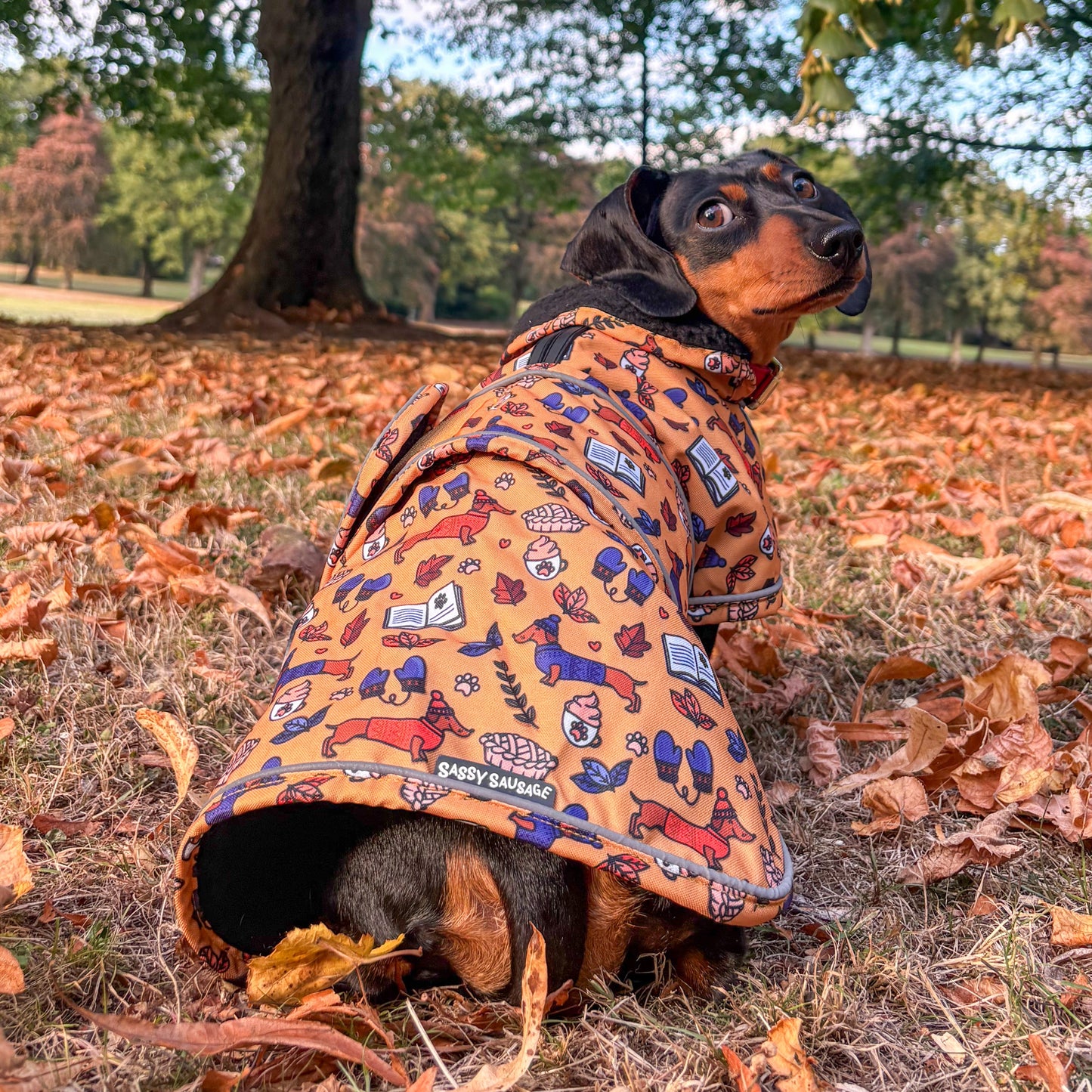 Autumn Dachshund Jacket's