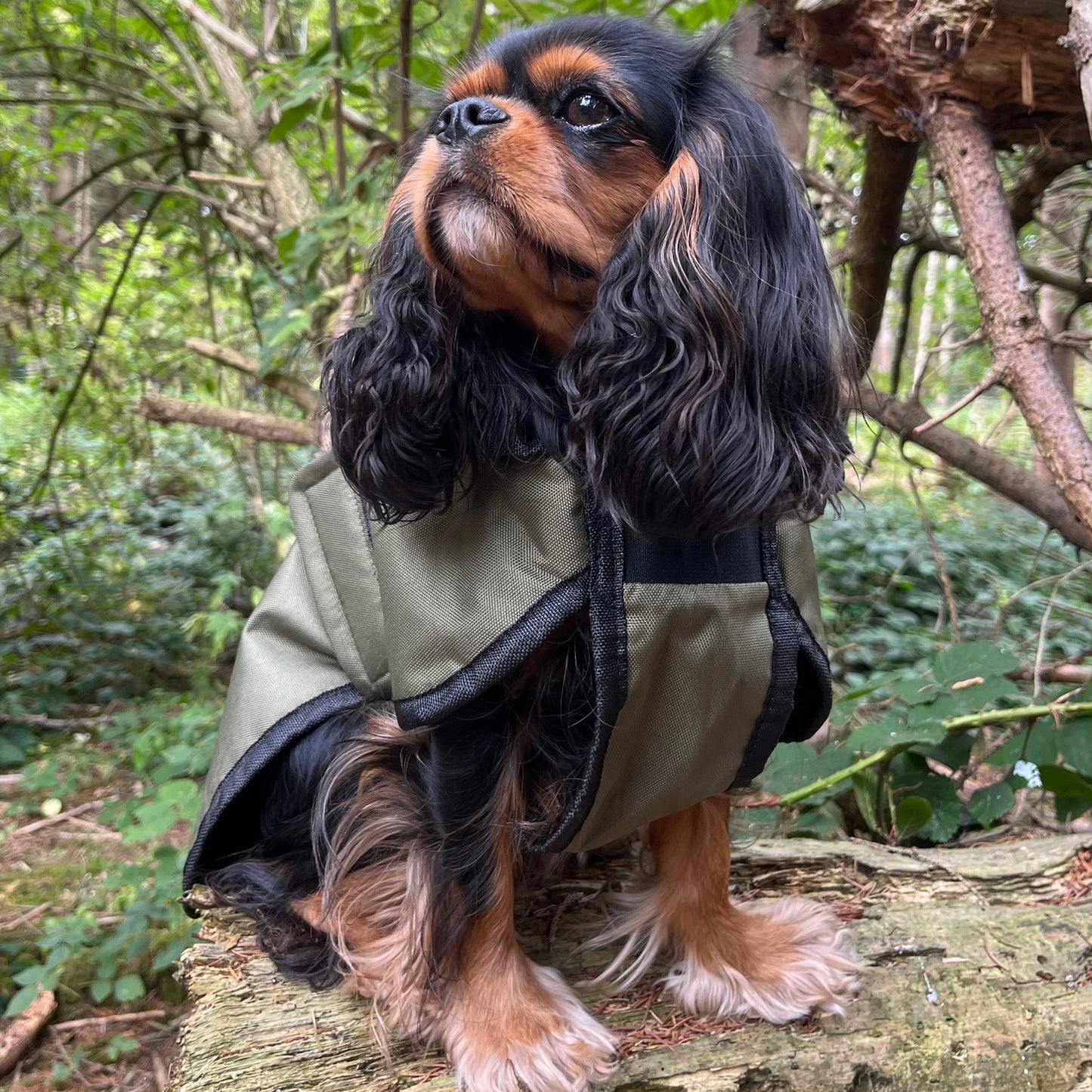 Essentials Jacket - All Breeds