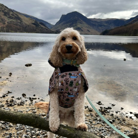 Adventure Awaits - All-Breeds Jacket