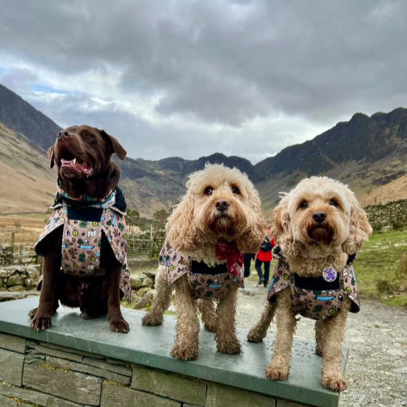 Adventure Awaits - All-Breeds Jacket