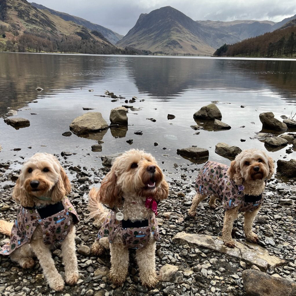 Adventure Awaits - All-Breeds Jacket