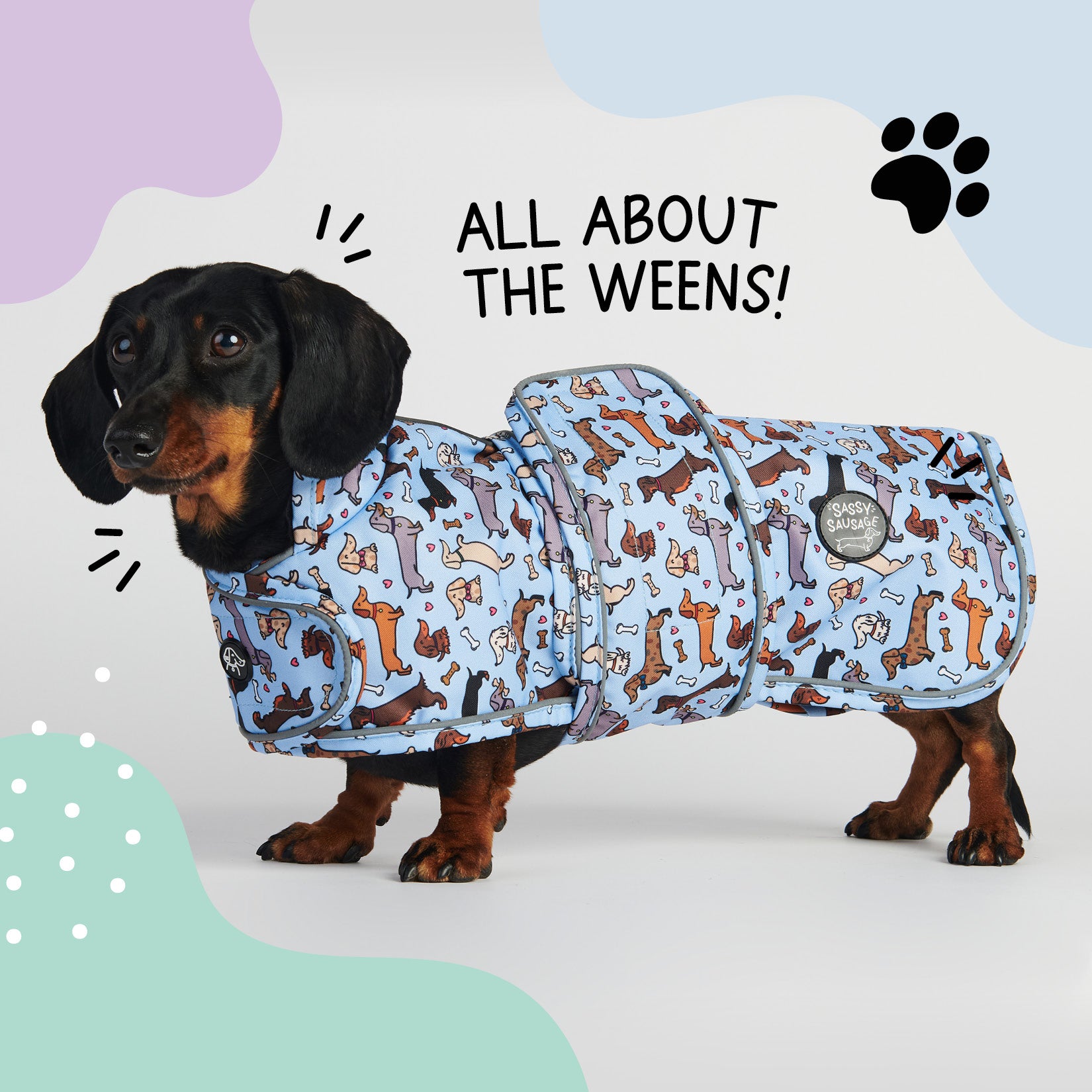 Sausage Dog Apparel And Accessories Sausage Dog Outfits You Need