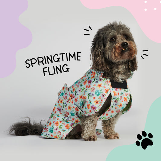 Springtime Fling - All Breeds Jacket