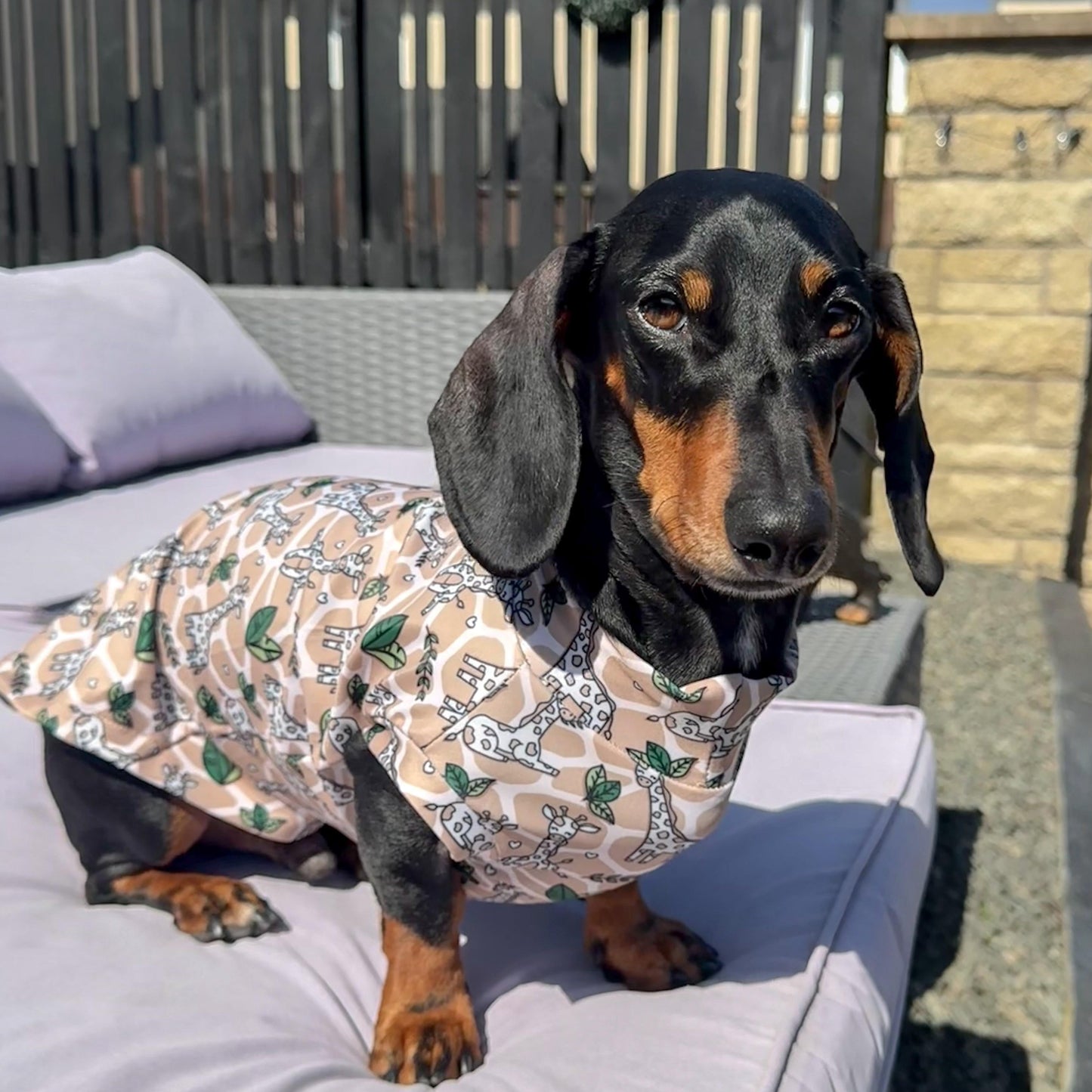 Dachshund wearing a patterned shirt sitting on a patio chair outdoors.
