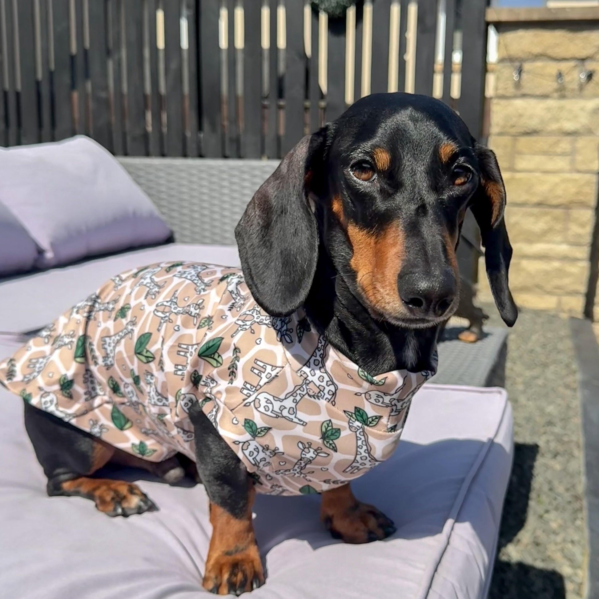 Dachshund wearing a patterned shirt sitting on a patio chair outdoors.